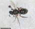  ( - RMNH.INS.810855)  @11 [ ] by-nc-sa (2024) Unspecified Naturalis Biodiversity Centre