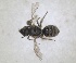  ( - RMNH.INS.810893)  @11 [ ] by-nc-sa (2024) Unspecified Naturalis Biodiversity Centre
