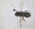  ( - RMNH.INS.810904)  @11 [ ] by-nc-sa (2024) Unspecified Naturalis Biodiversity Centre