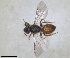  ( - RMNH.INS.813144)  @11 [ ] by-nc-sa (2024) Unspecified Naturalis Biodiversity Centre