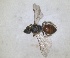  ( - RMNH.INS.813155)  @11 [ ] by-nc-sa (2024) Unspecified Naturalis Biodiversity Centre