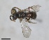  ( - RMNH.INS.825510)  @11 [ ] by-nc-sa (2024) Unspecified Naturalis Biodiversity Centre