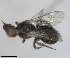  (Lasioglossum subaenescens - RMNH.INS.826047)  @11 [ ] by-nc-sa (2024) Unspecified Naturalis Biodiversity Centre