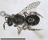  ( - RMNH.INS.826076)  @11 [ ] by-nc-sa (2024) Unspecified Naturalis Biodiversity Centre