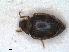  ( - RMNH.INS.952254)  @11 [ ] by-nc-sa (2024) Unspecified Naturalis Biodiversity Centre
