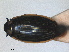  ( - RMNH.INS.957117)  @11 [ ] by-nc-sa (2024) Unspecified Naturalis Biodiversity Centre