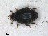  ( - RMNH.INS.965145)  @11 [ ] by-nc-sa (2023) Unspecified Naturalis Biodiversity Centre
