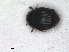  ( - RMNH.INS.967069)  @11 [ ] by-nc-sa (2023) Unspecified Naturalis Biodiversity Centre