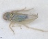  (Asianidia lactea - ZMA.INS.1451852)  @11 [ ] by-nc-sa (2024) Unspecified Naturalis Biodiversity Centre