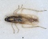  (Asianidia perspicillata - ZMA.INS.1451853)  @11 [ ] by-nc-sa (2024) Unspecified Naturalis Biodiversity Centre