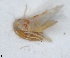  (Asianidia rubropunctata - ZMA.INS.1451854)  @11 [ ] by-nc-sa (2024) Unspecified Naturalis Biodiversity Centre