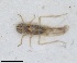  (Asianidia salviae - ZMA.INS.1451855)  @11 [ ] by-nc-sa (2024) Unspecified Naturalis Biodiversity Centre