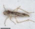  (Asianidia octofasciata - ZMA.INS.1451857)  @11 [ ] by-nc-sa (2024) Unspecified Naturalis Biodiversity Centre