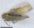  (Asianidia tenerifae - ZMA.INS.1451859)  @11 [ ] by-nc-sa (2024) Unspecified Naturalis Biodiversity Centre