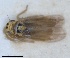  (Arboridia brevis - ZMA.INS.1451863)  @11 [ ] by-nc-sa (2024) Unspecified Naturalis Biodiversity Centre