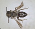  ( - ZMA.INS.5088392)  @11 [ ] by-nc-sa (2024) Unspecified Naturalis Biodiversity Centre
