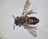  ( - ZMA.INS.5088749)  @11 [ ] by-nc-sa (2024) Unspecified Naturalis Biodiversity Centre