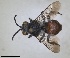  ( - ZMA.INS.5103946)  @11 [ ] by-nc-sa (2024) Unspecified Naturalis Biodiversity Centre