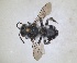  (Ammobatoides scriptus - ZMA.INS.5103951)  @11 [ ] by-nc-sa (2024) Unspecified Naturalis Biodiversity Centre