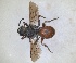  ( - ZMA.INS.5103963)  @11 [ ] by-nc-sa (2024) Unspecified Naturalis Biodiversity Centre