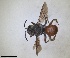  ( - ZMA.INS.5103964)  @11 [ ] by-nc-sa (2024) Unspecified Naturalis Biodiversity Centre