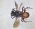  ( - ZMA.INS.5103965)  @11 [ ] by-nc-sa (2024) Unspecified Naturalis Biodiversity Centre