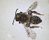  ( - ZMA.INS.5103974)  @11 [ ] by-nc-sa (2024) Unspecified Naturalis Biodiversity Centre