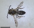  ( - ZMA.INS.5103976)  @11 [ ] by-nc-sa (2024) Unspecified Naturalis Biodiversity Centre