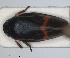  (Triecphorella geniculata - ZMA.INS.5135322)  @11 [ ] by-nc-sa (2024) Unspecified Naturalis Biodiversity Centre