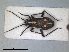  ( - ZMA.INS.5139126)  @11 [ ] by-nc-sa (2024) Unspecified Naturalis Biodiversity Centre