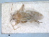  ( - ZMA.INS.5139127)  @11 [ ] by-nc-sa (2024) Unspecified Naturalis Biodiversity Centre
