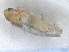  ( - ZMA.INS.5139144)  @11 [ ] by-nc-sa (2024) Unspecified Naturalis Biodiversity Centre