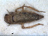  ( - ZMA.INS.5139163)  @11 [ ] by-nc-sa (2024) Unspecified Naturalis Biodiversity Centre