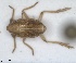  (Delphacidae_incertae_sedis - ZMA.INS.5139175)  @11 [ ] by-nc-sa (2024) Unspecified Naturalis Biodiversity Centre