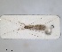  ( - ZMA.INS.5139189)  @11 [ ] by-nc-sa (2024) Unspecified Naturalis Biodiversity Centre