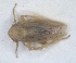  (Psammotettix parvipennis - ZMA.INS.5139426)  @11 [ ] by-nc-sa (2024) Unspecified Naturalis Biodiversity Centre