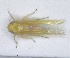  (Hebata alsiosa - ZMA.INS.5139437)  @11 [ ] by-nc-sa (2024) Unspecified Naturalis Biodiversity Centre