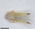  (Asianidia apiculata - ZMA.INS.5139442)  @11 [ ] by-nc-sa (2024) Unspecified Naturalis Biodiversity Centre