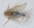  (Asianidia atlantica - ZMA.INS.5139443)  @11 [ ] by-nc-sa (2024) Unspecified Naturalis Biodiversity Centre