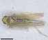  (Asianidia canariensis - ZMA.INS.5139444)  @11 [ ] by-nc-sa (2024) Unspecified Naturalis Biodiversity Centre