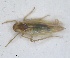  (Asianidia chrysanthemi - ZMA.INS.5139445)  @11 [ ] by-nc-sa (2024) Unspecified Naturalis Biodiversity Centre