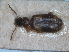 ( - ZMA.INS.5139832)  @11 [ ] by-nc-sa (2024) Unspecified Naturalis Biodiversity Centre