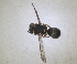  ( - ZMA.INS.5139843)  @11 [ ] by-nc-sa (2024) Unspecified Naturalis Biodiversity Centre