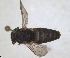 ( - ZMA.INS.5139847)  @11 [ ] by-nc-sa (2024) Unspecified Naturalis Biodiversity Centre