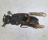  (Euodynerus reflexus - ZMA.INS.5139852)  @11 [ ] by-nc-sa (2024) Unspecified Naturalis Biodiversity Centre
