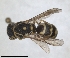  ( - ZMA.INS.5139854)  @11 [ ] by-nc-sa (2024) Unspecified Naturalis Biodiversity Centre