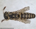  ( - ZMA.INS.5139855)  @11 [ ] by-nc-sa (2024) Unspecified Naturalis Biodiversity Centre