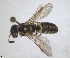  (Jugurtia dispar - ZMA.INS.5139856)  @11 [ ] by-nc-sa (2024) Unspecified Naturalis Biodiversity Centre