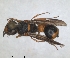  (Leptochilus fortunatus - ZMA.INS.5139859)  @11 [ ] by-nc-sa (2024) Unspecified Naturalis Biodiversity Centre