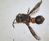  ( - ZMA.INS.5139860)  @11 [ ] by-nc-sa (2024) Unspecified Naturalis Biodiversity Centre